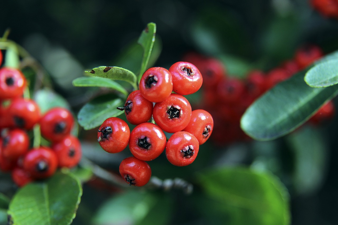 机会在季后 机会在季后